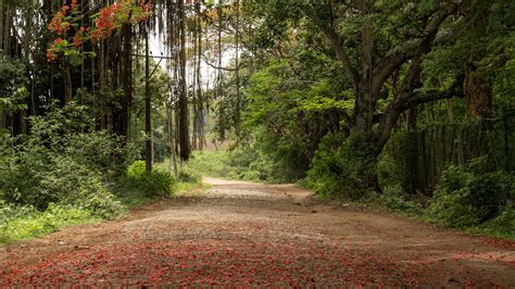 Road Between Trees Branches Bushes Forest Nature Background 4K HD ...