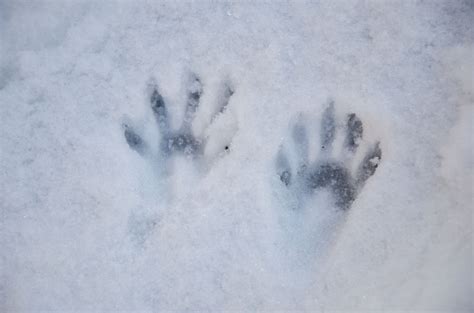 Skunk Footprints In Snow