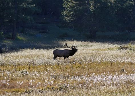 Rocky Mountain National Park | Tmoo Wildlife