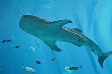 Whale Sharks & More at the Georgia Aquarium | Maximizing Luxury Travel