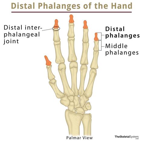 Distal Phalanx: Definition, Location, Anatomy, Diagram