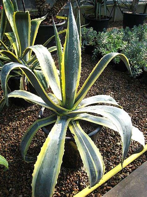 Buy Agave Americana variegata - Architectural Plants