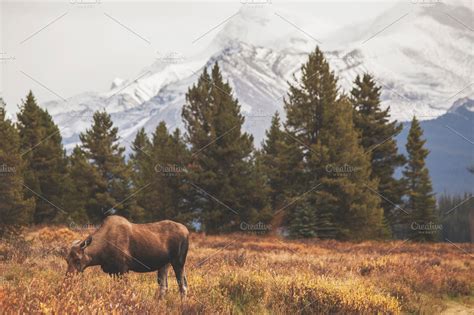 A moose in the mountains | High-Quality Animal Stock Photos ~ Creative Market