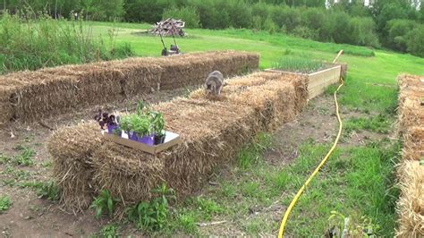 HAY BALE/STRAW BALE GARDENING. Planting the plants and seeds. - YouTube