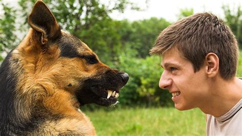 Study Examines Dog Bites to the Face