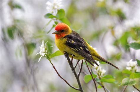 Western Tanager - Broadmoor, Colorado Springs CO - May 2019 | Most ...