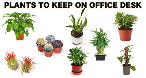 Plants To Keep On Office Desk | Local Verandah