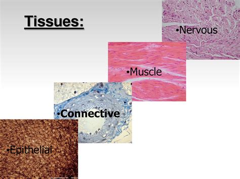 tissue in the human body types : Biological Science Picture Directory ...