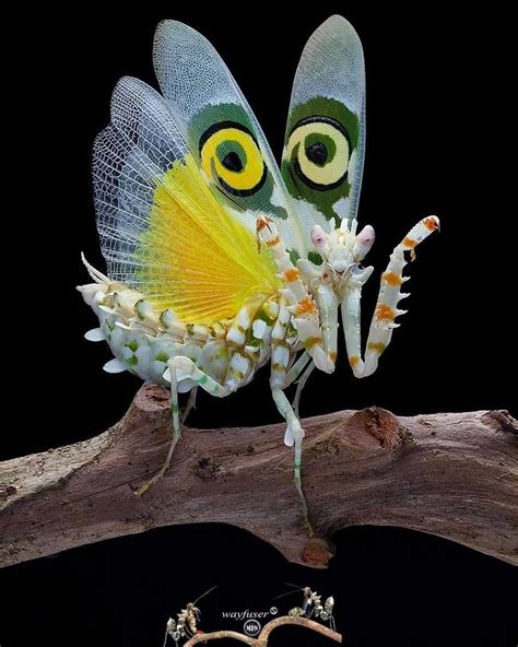 Spiny Flower Mantis (Pseudocreobotra wahlbergii) native to Africa ...