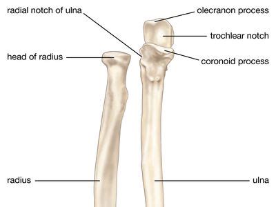 Radius | Forearm, Ulna, & Humerus | Britannica