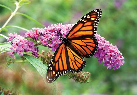 Monarch butterfly | Life Cycle, Caterpillar, Migration, Endangered ...