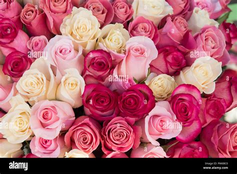 roses - pink and cream rose background Stock Photo - Alamy