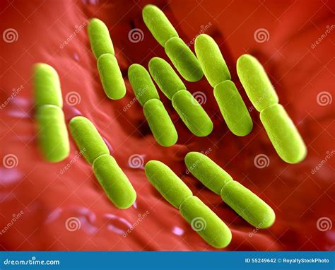 Lactobacillus Bulgaricus Bacteria Stock Illustration - Image: 55249642