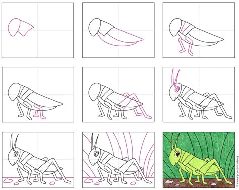 Grasshopper Drawing For Kids