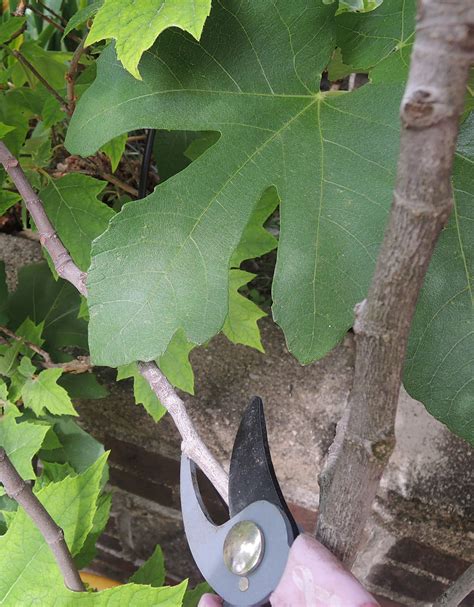 Pruning Fig Trees - When And How To Prune Fig Trees | Growing fruit ...