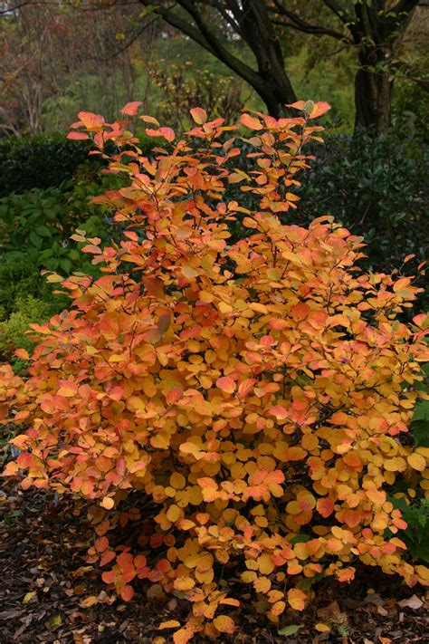 Fothergilla 'Mt. Airy'-- fall color | Fall landscaping, Autumn garden ...