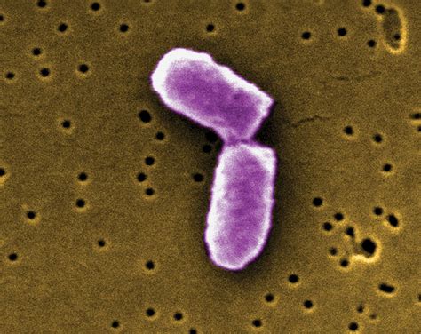 Binary fission | Prokaryotic, Asexual, Reproduction | Britannica