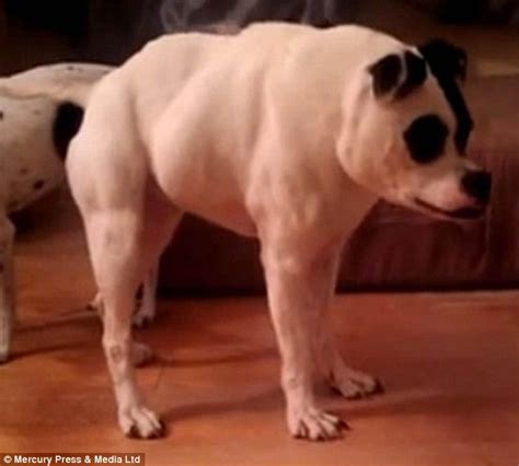 Cuda the Pitbull with rare spine condition becomes latest web sensation ...