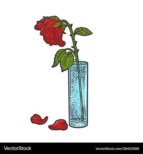 Wilted rose sketch Royalty Free Vector Image - VectorStock