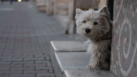 Free download Westie Wallpapers [1920x1080] for your Desktop, Mobile ...