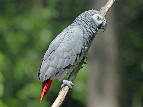 File:African Grey Parrot RWD2.jpg - Wikimedia Commons