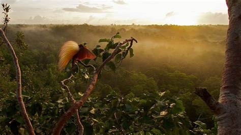 BBC - Photofilm: Attenborough's Paradise Birds - Media Centre