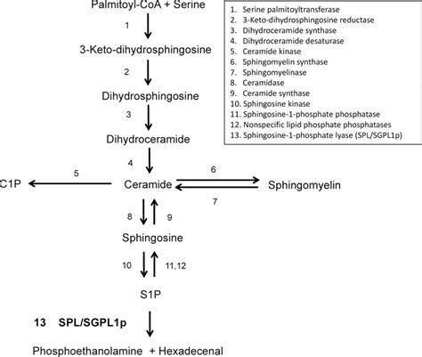 Sphingolipid metabolic pathway. | Download Scientific Diagram