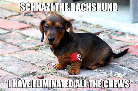 24 Dachshund Memes That Will Totally Make Your Day - SayingImages.com