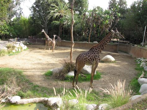 Masai Giraffe Habitat | ZooChat