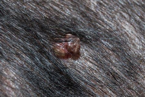 What Causes Warts On Older Dogs