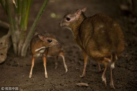 Rare mouse-deer caught on camera in southwest China - CGTN