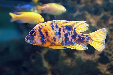 5 Species of Cichlids With Marine Fish Colors - Hikari Sales USA