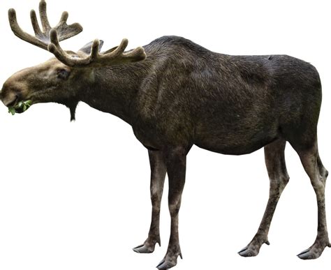 Moose PNG Images Transparent Free Download