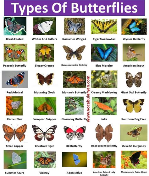 the different types of butterflies are shown in this poster, which ...