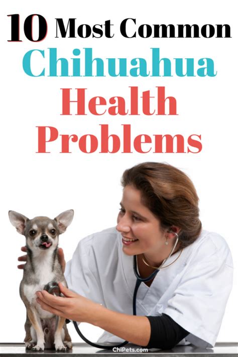 10 Most Common Chihuahua Health Problems - Chi Pets