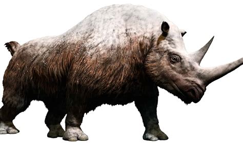 Woolly Rhinoceros Pictures - AZ Animals