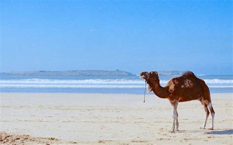 Essaouira Beach / Morocco // World Beach Guide