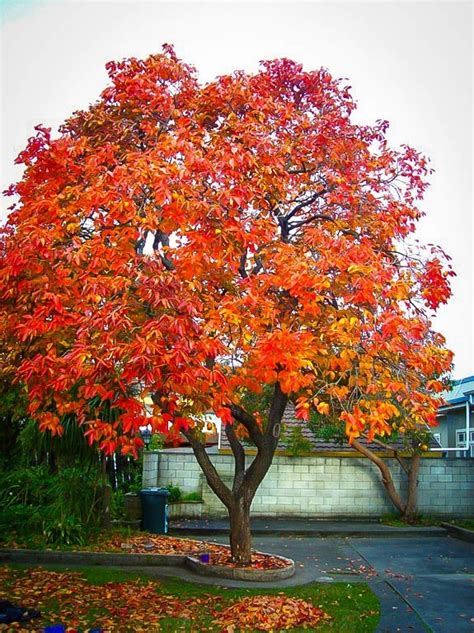 Persimmon Tree For Sale Online | The Tree Center