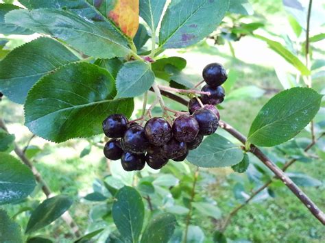 Easy Healthy Delicious: Aronia growing tips