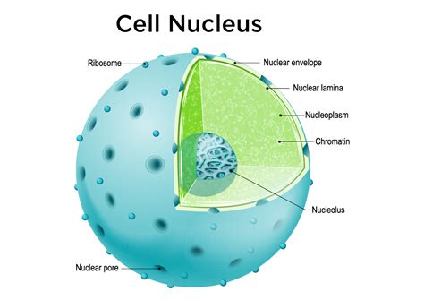 Nucleus- Definition , Structure, Characteristics and Functions - Class ...