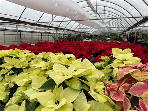 National Poinsettia Day | Farm Credit of the Virginias