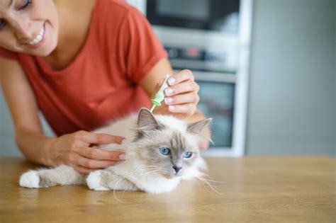 The 11 Best Flea Treatments for Cats