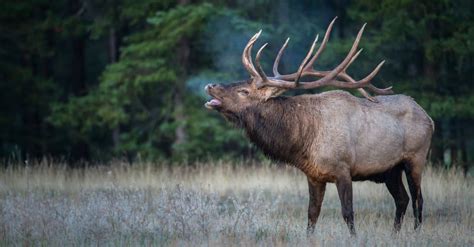 Elk Size Comparison: The Biggest Deer? - IMP WORLD