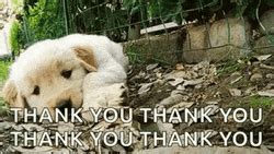 Dog Thank You Gif