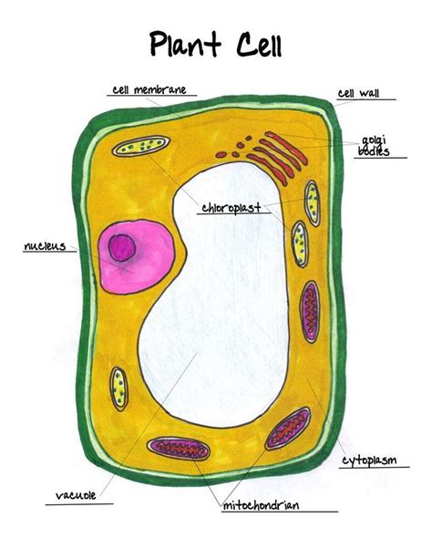 Plant cell, Science cells, Typical plant cell