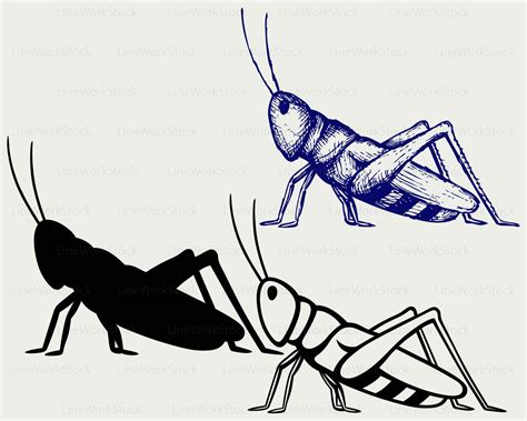 Grasshopper svg/grasshopper clipart/grasshopper svg/insects | Etsy