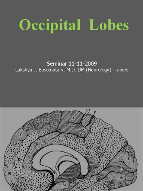 Occipital Lobes | PDF | Occipital Lobe | Neurological Disorders