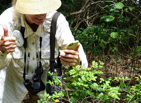 Florida volunteers see record numbers of endangered Schaus’ swallowtail ...