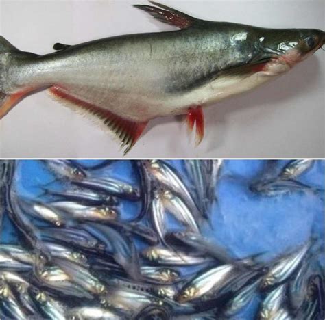 Pangasius Fish Farming (Basa Fish), Cultivation Practices | Agri Farming