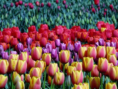 48 Stunning Tulip Fields Photos That Will Inspire You